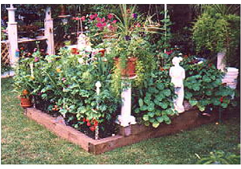 the garden